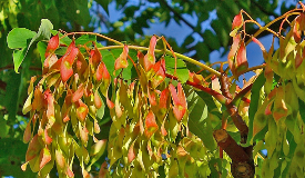 Ailanthus glandulosa